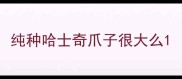 纯种哈士奇爪子很大么