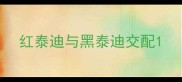 红泰迪与黑泰迪交配
