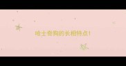 哈士奇狗的长相特点