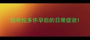 拉布拉多怀孕后的日常症状