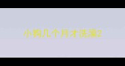 小狗几个月才洗澡
