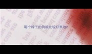 哪个牌子的狗粮比较好泰迪