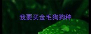 我要买金毛狗狗种