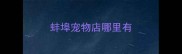 蚌埠宠物店哪里有