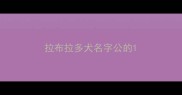 拉布拉多犬名字公的