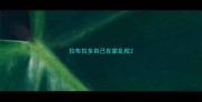 拉布拉多自己在家乱咬