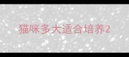 猫咪多大适合培养