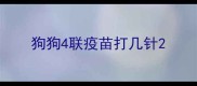 狗狗4联疫苗打几针