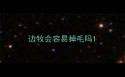 边牧会容易掉毛吗