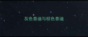 灰色泰迪与棕色泰迪