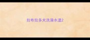 拉布拉多犬洗澡水温