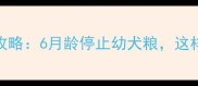 边牧换粮全攻略6月龄停止幼犬粮这样喂养更健康