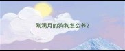 刚满月的狗狗怎么养
