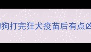 狗狗打完狂犬疫苗后有点凶