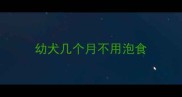幼犬几个月不用泡食