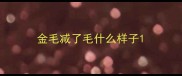 金毛减了毛什么样子