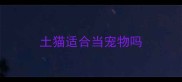 土猫适合当宠物吗
