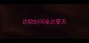 边牧如何度过夏天