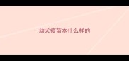 幼犬疫苗本什么样的