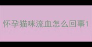 怀孕猫咪流血怎么回事