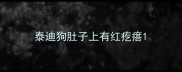 泰迪狗肚子上有红疙瘩