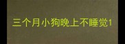 三个月小狗晚上不睡觉