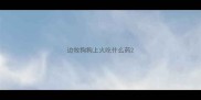 边牧狗狗上火吃什么药