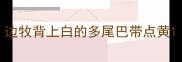 边牧背上白的多尾巴带点黄