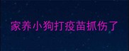 家养小狗打疫苗抓伤了