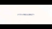 2个月小狗怎么除虱子
