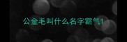 公金毛叫什么名字霸气