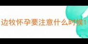 边牧怀孕要注意什么时候