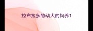 拉布拉多的幼犬的饲养