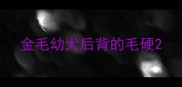 金毛幼犬后背的毛硬
