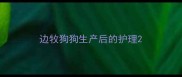边牧狗狗生产后的护理