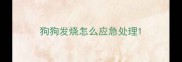 狗狗发烧怎么应急处理