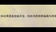 拉布拉多杜宾混血优缺点全拉杜犬的饲养指南与市场价值