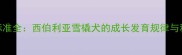 哈士奇体型标准全西伯利亚雪橇犬的成长发育规律与科学饲养指南