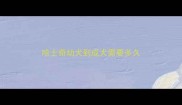 哈士奇幼犬到成犬需要多久