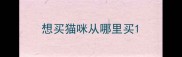 想买猫咪从哪里买