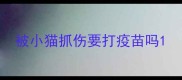 被小猫抓伤要打疫苗吗