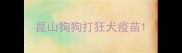 昆山狗狗打狂犬疫苗
