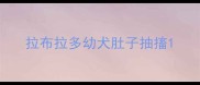 拉布拉多幼犬肚子抽搐