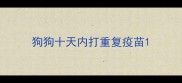狗狗十天内打重复疫苗