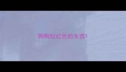 狗狗拉红色的东西