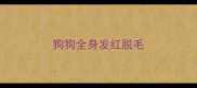 狗狗全身发红脱毛