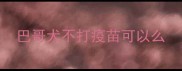 巴哥犬不打疫苗可以么