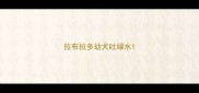 拉布拉多幼犬吐绿水