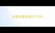 大型犬能长到几个月