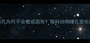 科学猫咪瞳孔为何不会变成圆形猫科动物瞳孔变化的三大真相